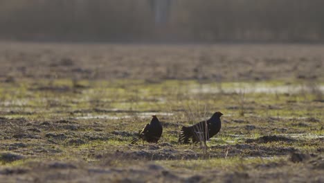 black grouse breeding lek fight in early morning