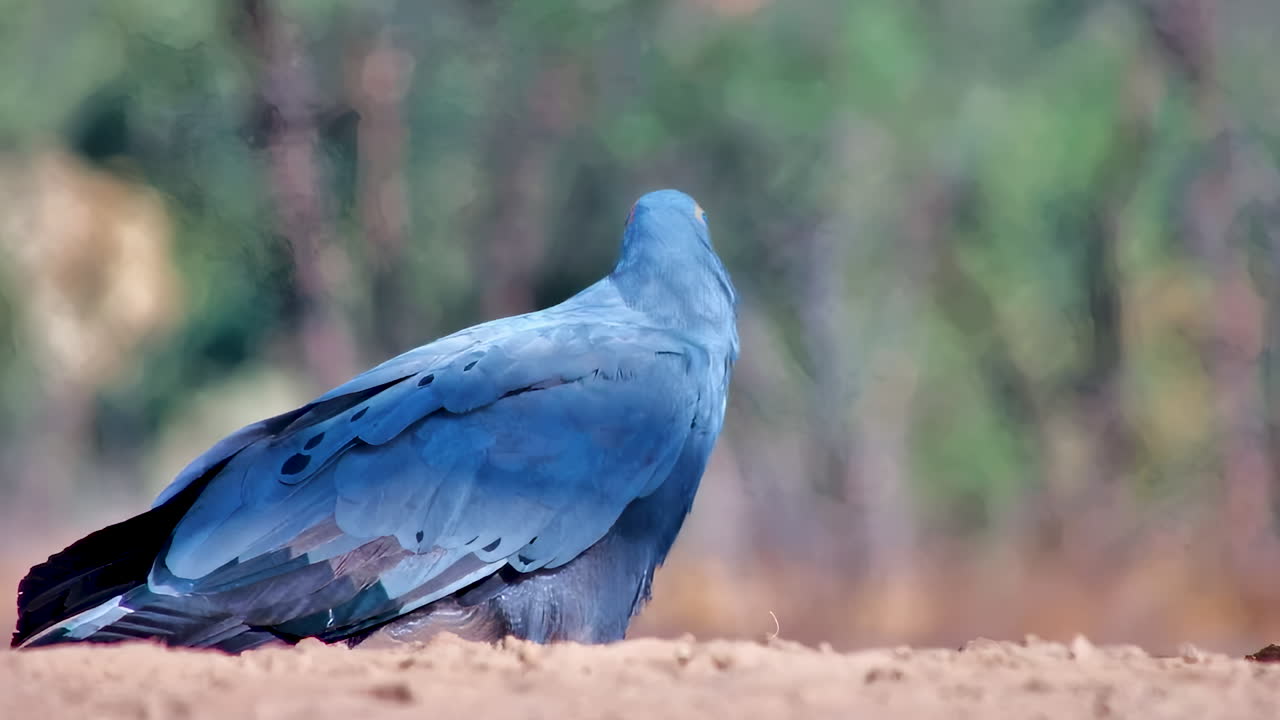 A beautiful African Harrier Hawk, or Gymnogene, stands on sandy ground