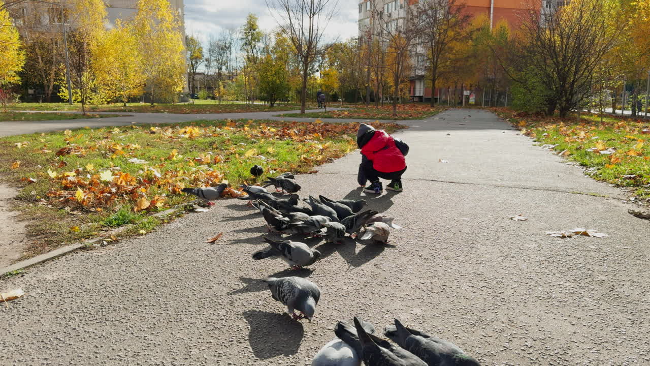 Toddler in red jacket, cap and black pants is outdoors. Little kid feeding pigeons in the park.