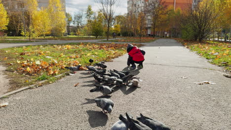 toddler in red jacket, cap and black pants is outdoors. little kid feeding pigeons in the park.