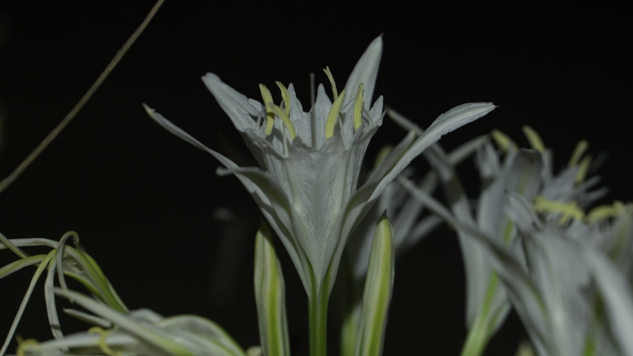 Pancratium maritimum, or sea daffodil, is a species of bulbous plant native to both sides of the Mediterranean region