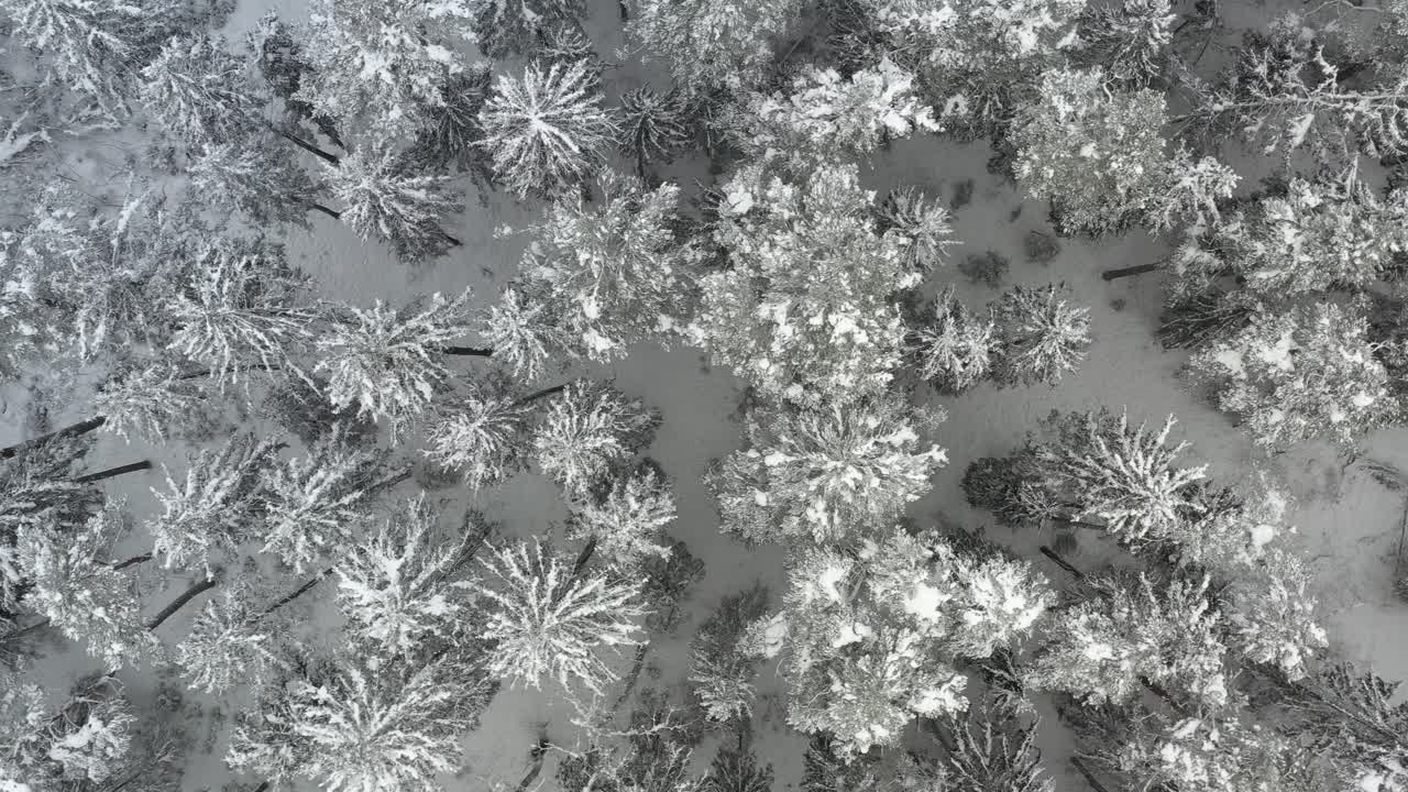 árboles cubiertos de nieve. naturaleza lituana. vista de dron