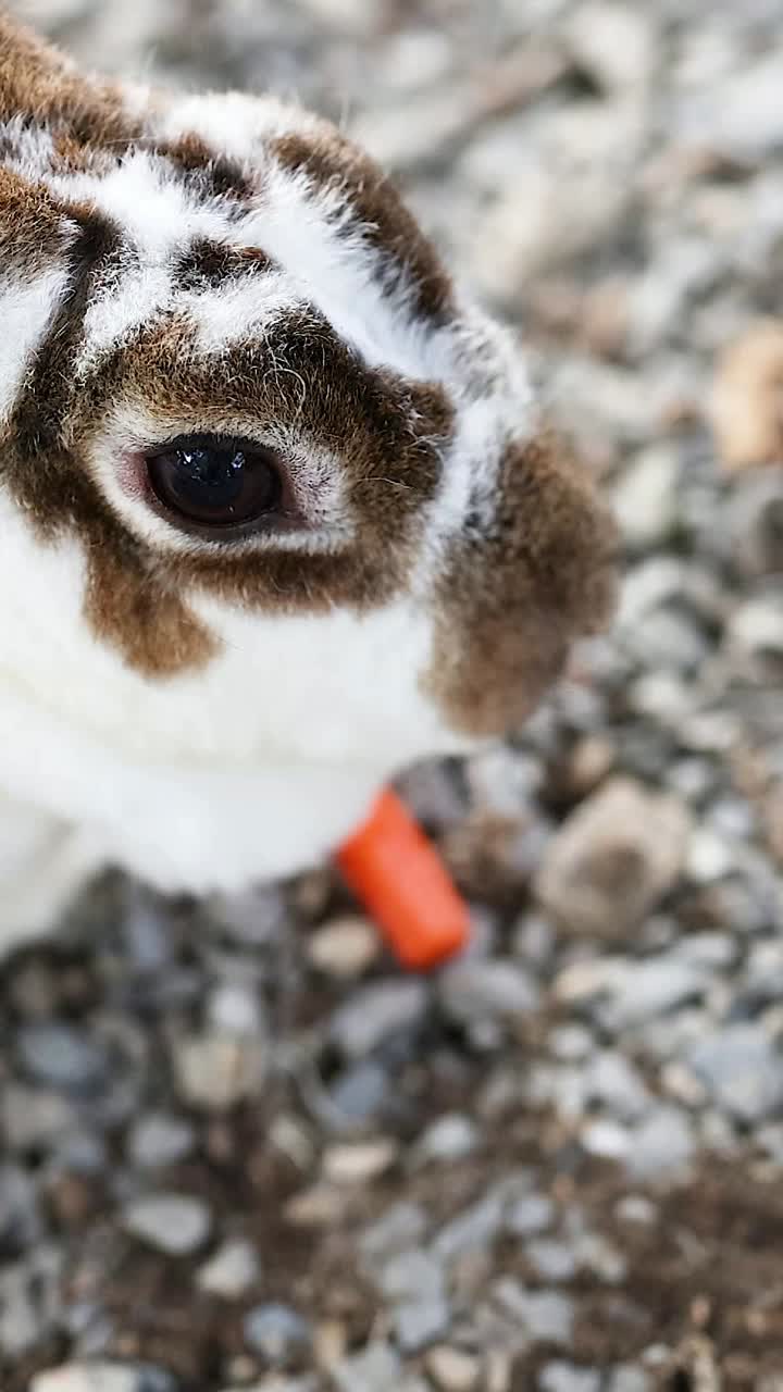 두 마리의 토끼가 함께 당근을 고 있다