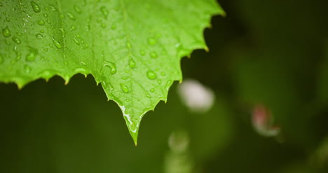 water drops on leaf surface 13