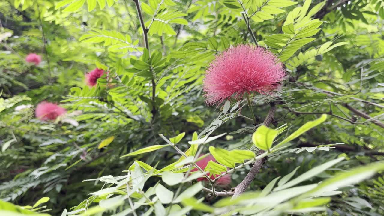 열대 식물 의 흥미진진 한 색 의 이국적 인 꽃