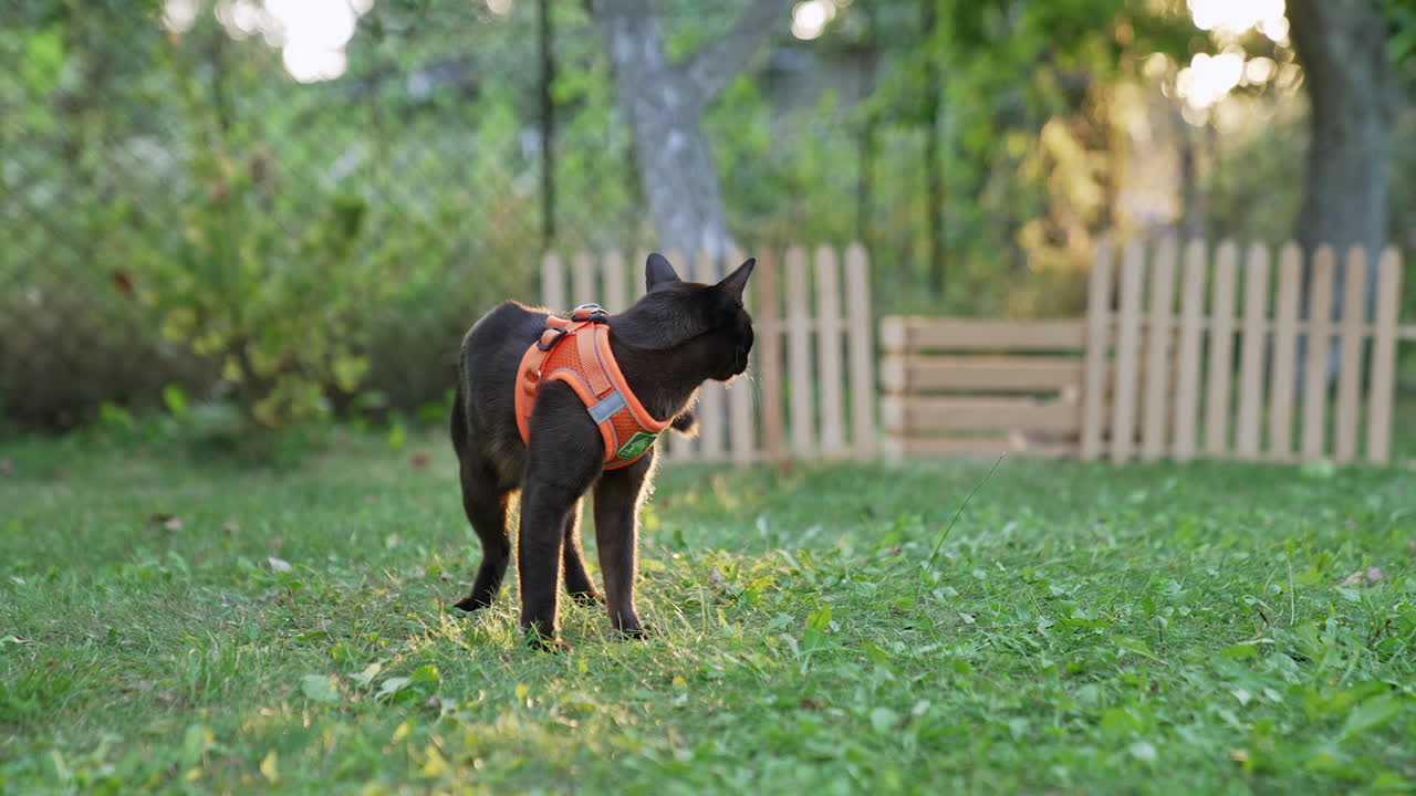 Lovely beautiful black short-haired cat in orange harness. Cute pet outdoors in the garden. Blurred backdrop.