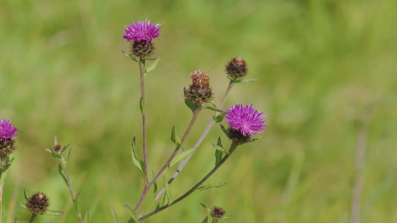 Close-up of pink thistle wildflowers gently moving in the wind, set against a soft-focus green meadow in natural daylight with a static camera