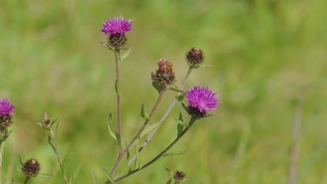 close-up of pink thistle wildflowers gently moving in the wind, set against a soft-focus green meadow in natural daylight with a static camera