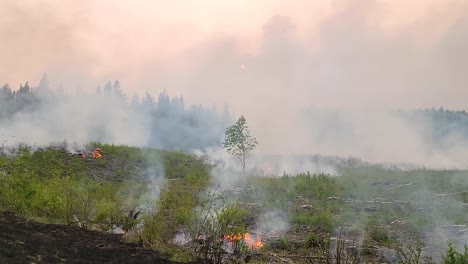 trees on fire in forest fires of alberta, canada
