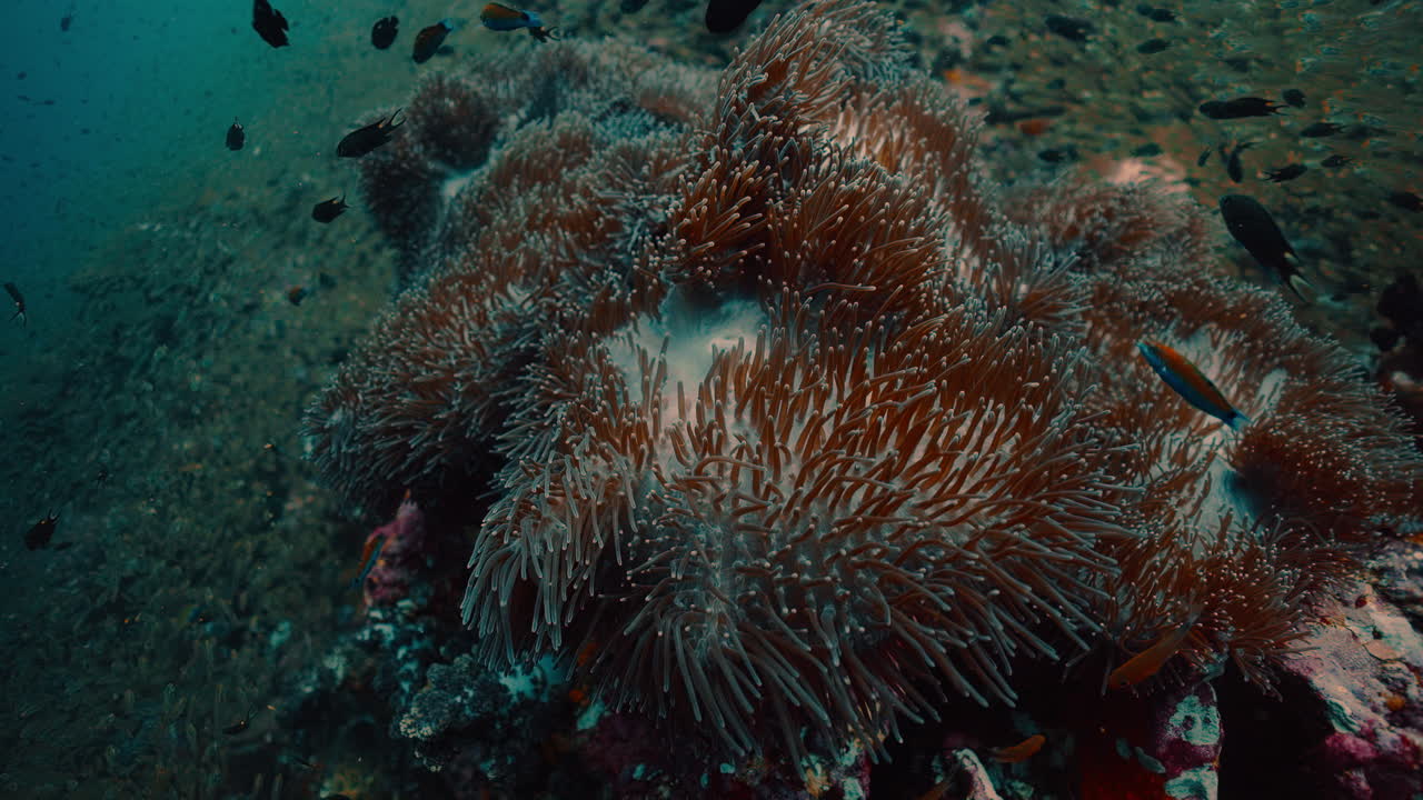 Sea Anemone and Fish in Coral Reef