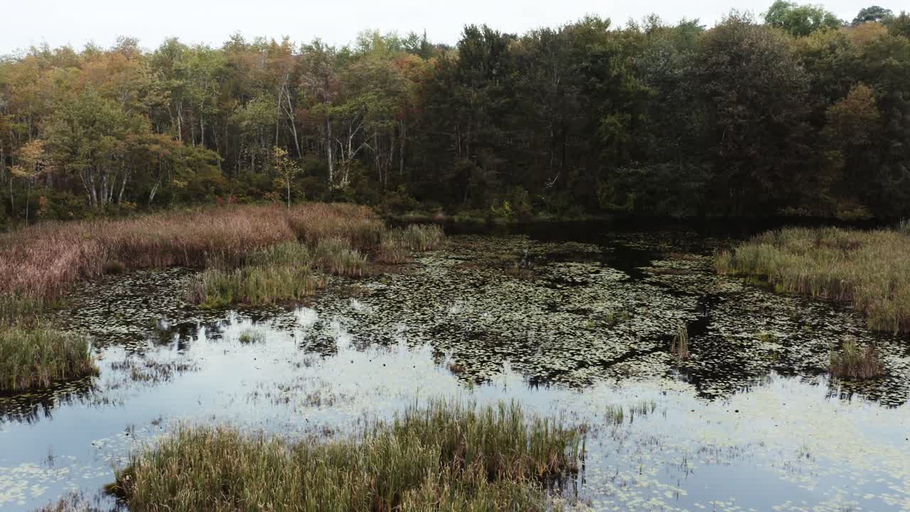 습지 와 숲 의 가을 에 공중 4k