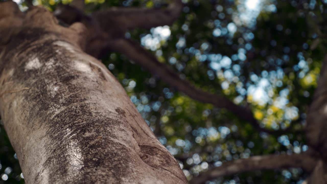 rotación alrededor de un árbol enorme bajo la corona de hojas en el fondo del cielo y bokeh
