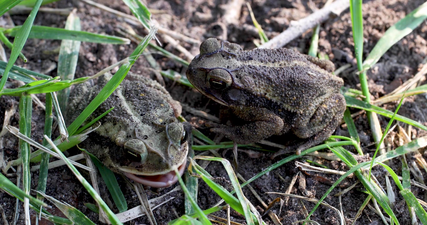 Statische video van 2 Golfkustpadden (Incilius valliceps). Eén pad opent zijn bek meerdere keren.