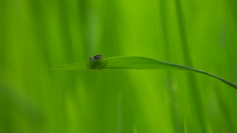 Spider-in-web-making-web---green---gold-