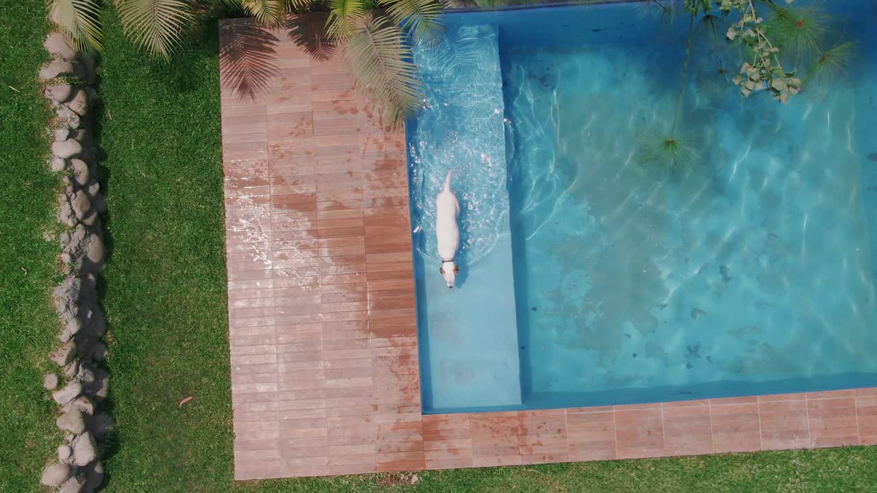 Luftfoto af en hvid hund, der går og kommer op af en swimmingpool på en lys dag