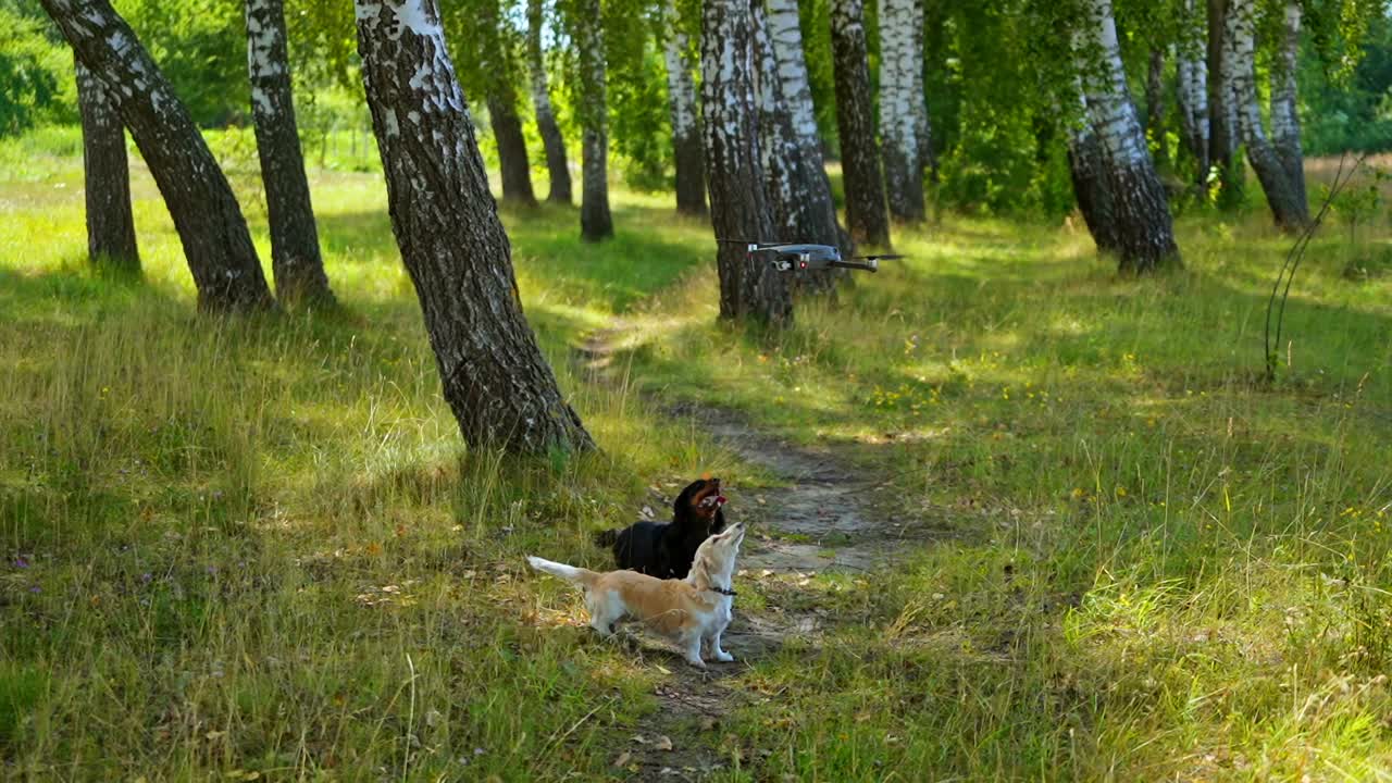 Dogs bark on drone in forest. Black pet looks up on drone flying slowly. Funny pedigree pets playing outdoors.
