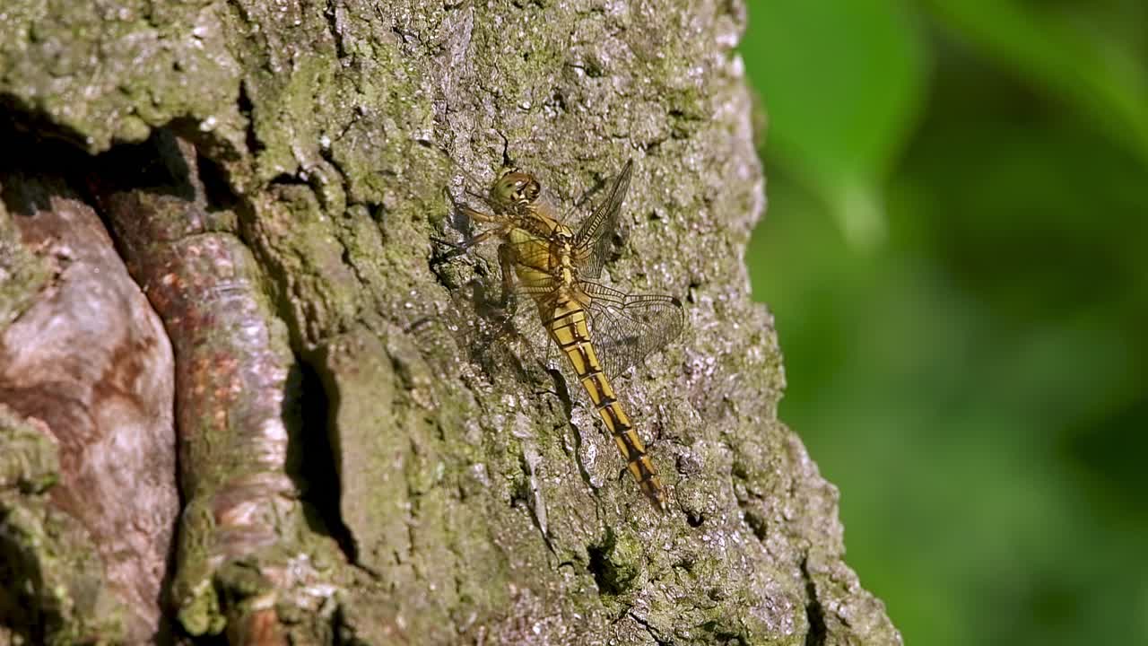 Orthetrum albistylum, a dragonfly species, which occurs from central