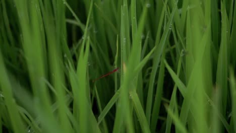 close-up of red dragon fly insect on a grass leaf