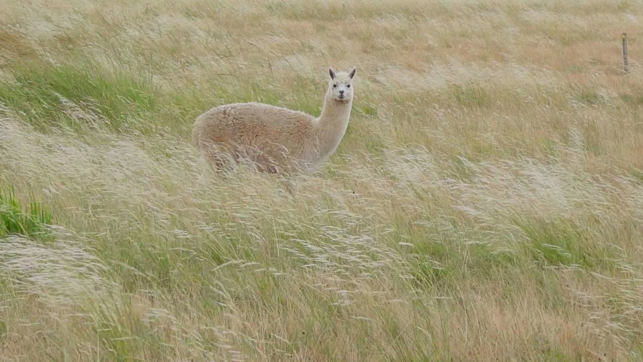 씹는 동안 카메라를 응시하는 목초지에 서 있는 푹신한 알파카