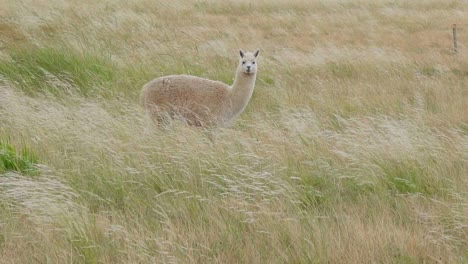 alpaca esponjosa parada en un pasto mirando a la cámara mientras mastica