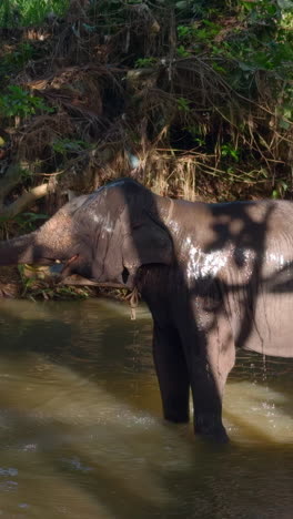 elephant bathing in a river