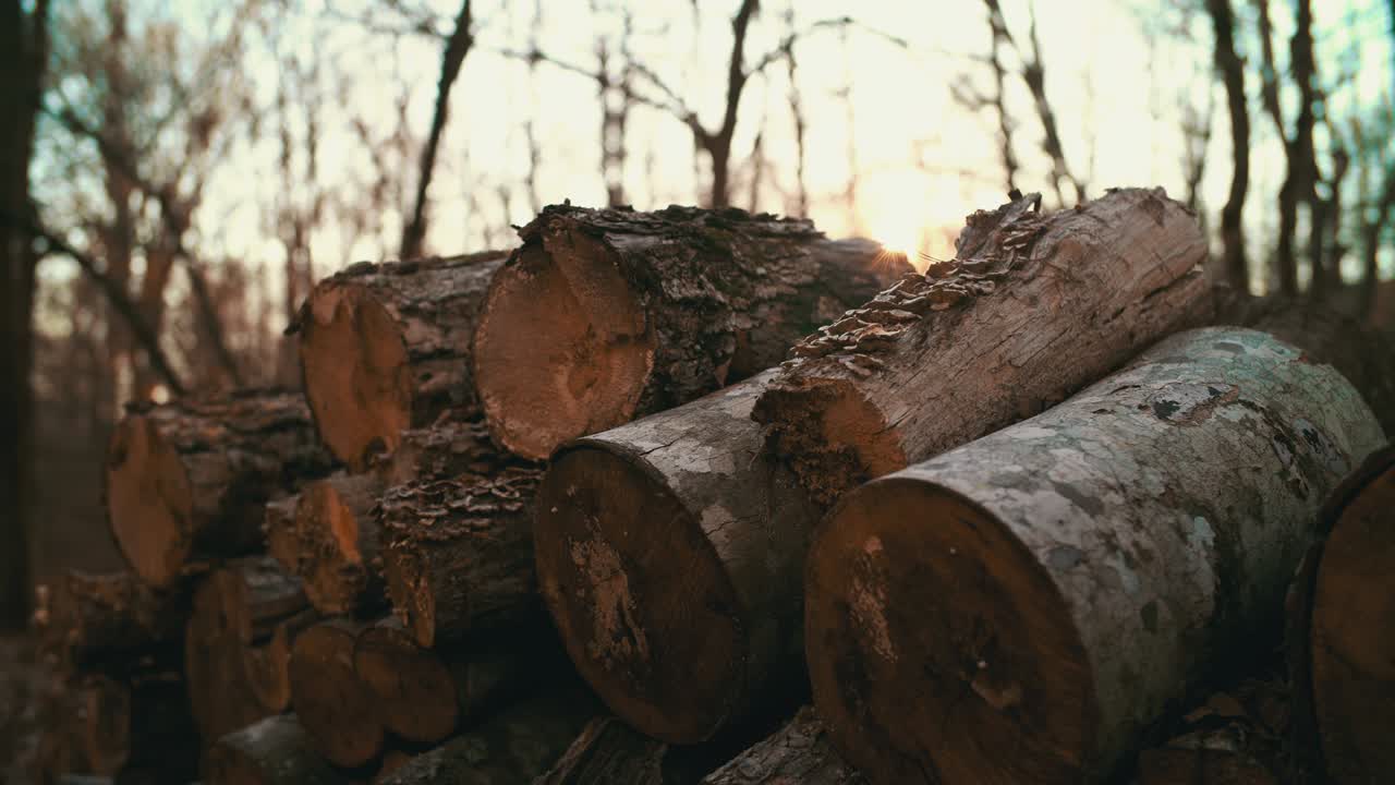 los bosques naturales