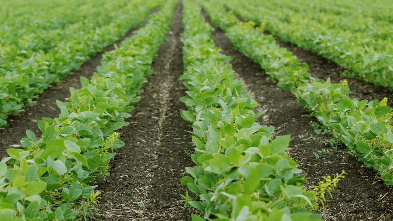 Straight Rows Of Soy Bushes