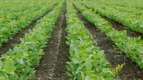 straight rows of soy bushes