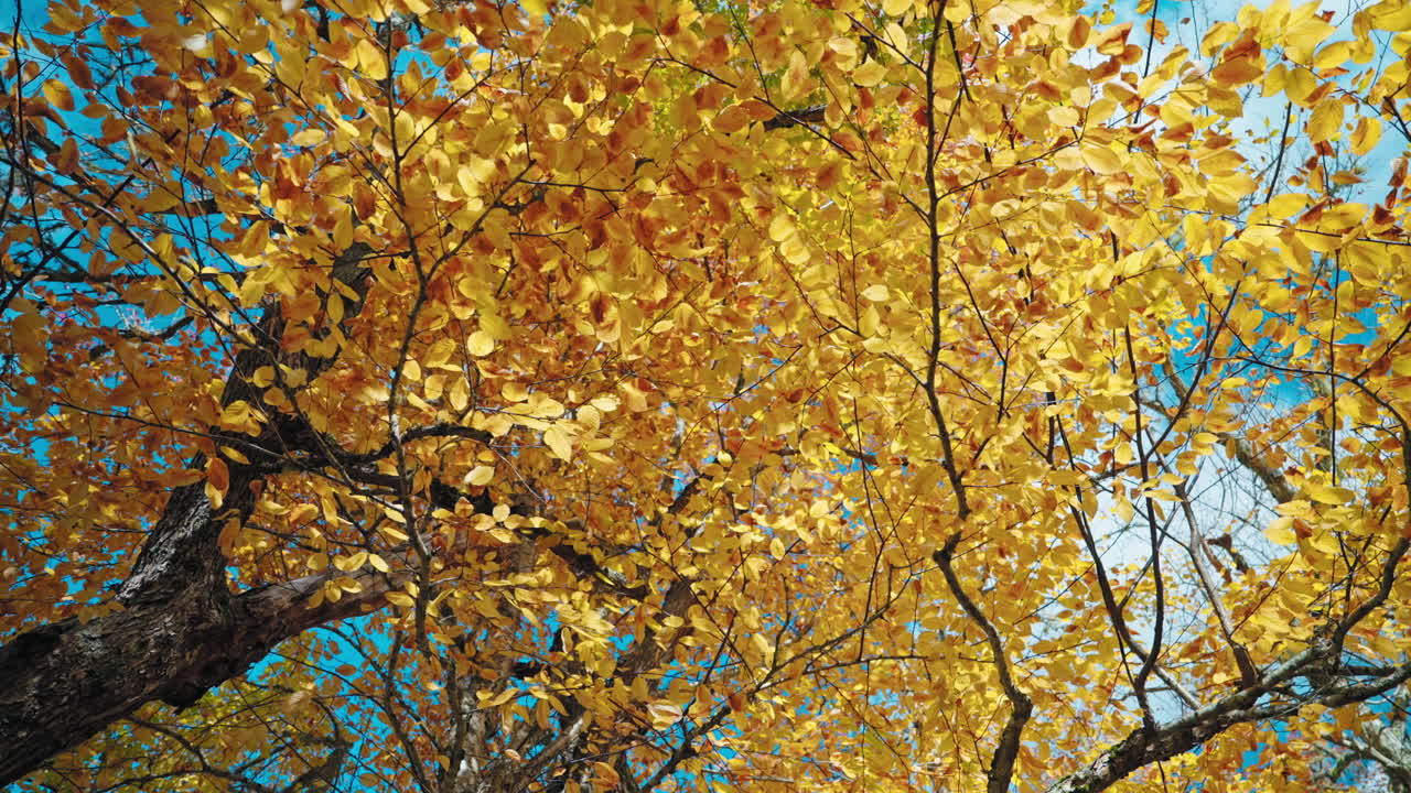 Colorful autumn tree foliage in the forest. Sun rays coming through the leaves.