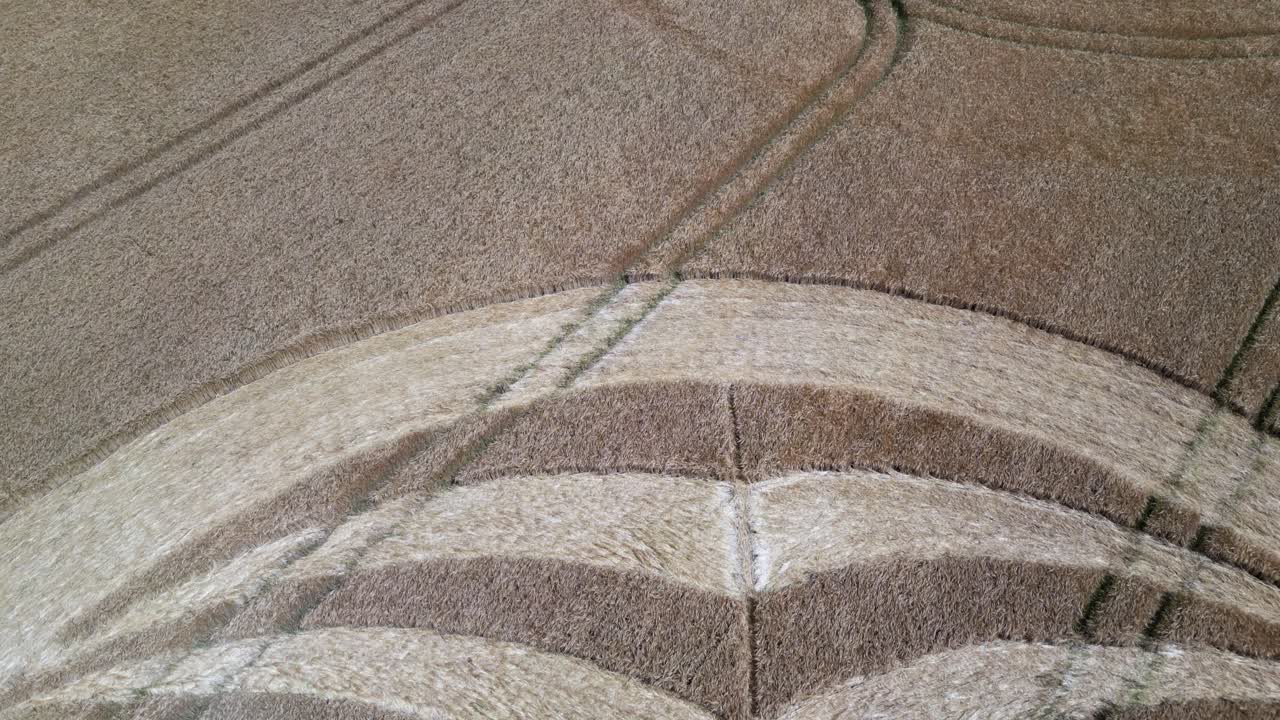 vista aérea mirando hacia abajo sobre el círculo de la cosecha de warminster 2023 mientras la gente explora el misterioso diseño alienígena aplanado