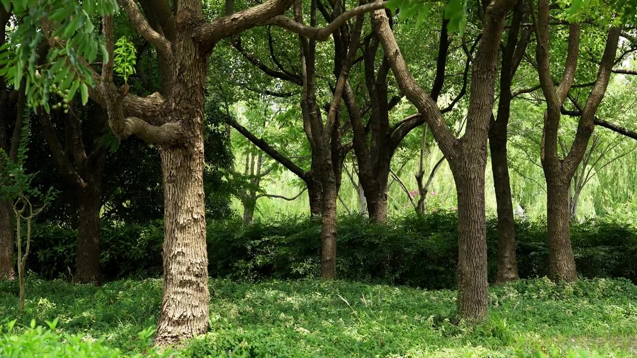 Peaceful Summer Woodland Scene with Sunlight on Trees and Green Undergrowth (4K)