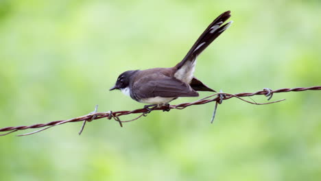 perching on a barbed wire, a white-throated fantail rhipidura albicollis flew down to the left side of the frame