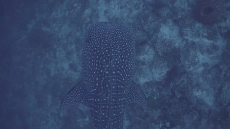 Underwater-Shot-of-Blue-Whale-Shark