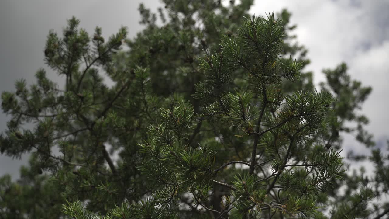 Close up of fir branch with the whole tree and sky in background up to the top