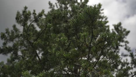 Nahaufnahme-Eines-Tannenzweigs-Mit-Dem-Gesamten-Baum-Und-Dem-Himmel-Im-Hintergrund-Bis-Zur-Spitze