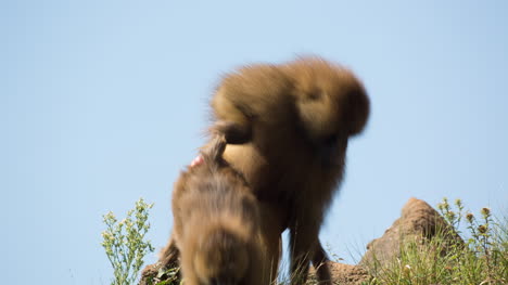 baboons being intimate