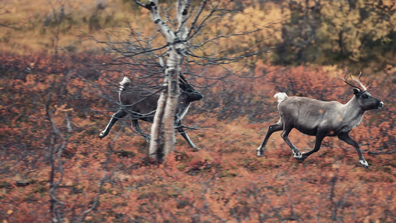 To rensdyr, en mor og hendes kalv, der løber gennem efterårstundraen.