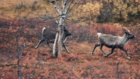 two reindeer, mother and her calf running through the autumn tundra