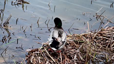 	Footage-of-mallard-duck-preening-herself