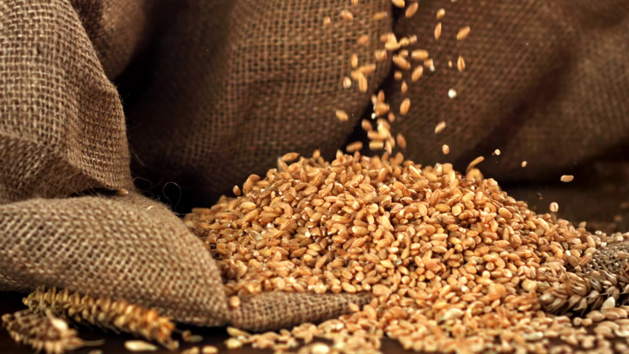Golden Wheat Grains Falling in Slow Motion onto a Burlap Sack