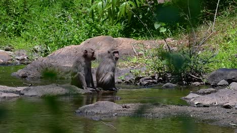 Los-Macacos-De-Cola-Larga-Son-Los-Monos-Más-Fáciles-De-Encontrar-En-Tailandia,-Ya-Que-Están-Presentes-En-Complejos-De-Templos,-Parques-Nacionales-E-Incluso-Pueblos-Y-Ciudades