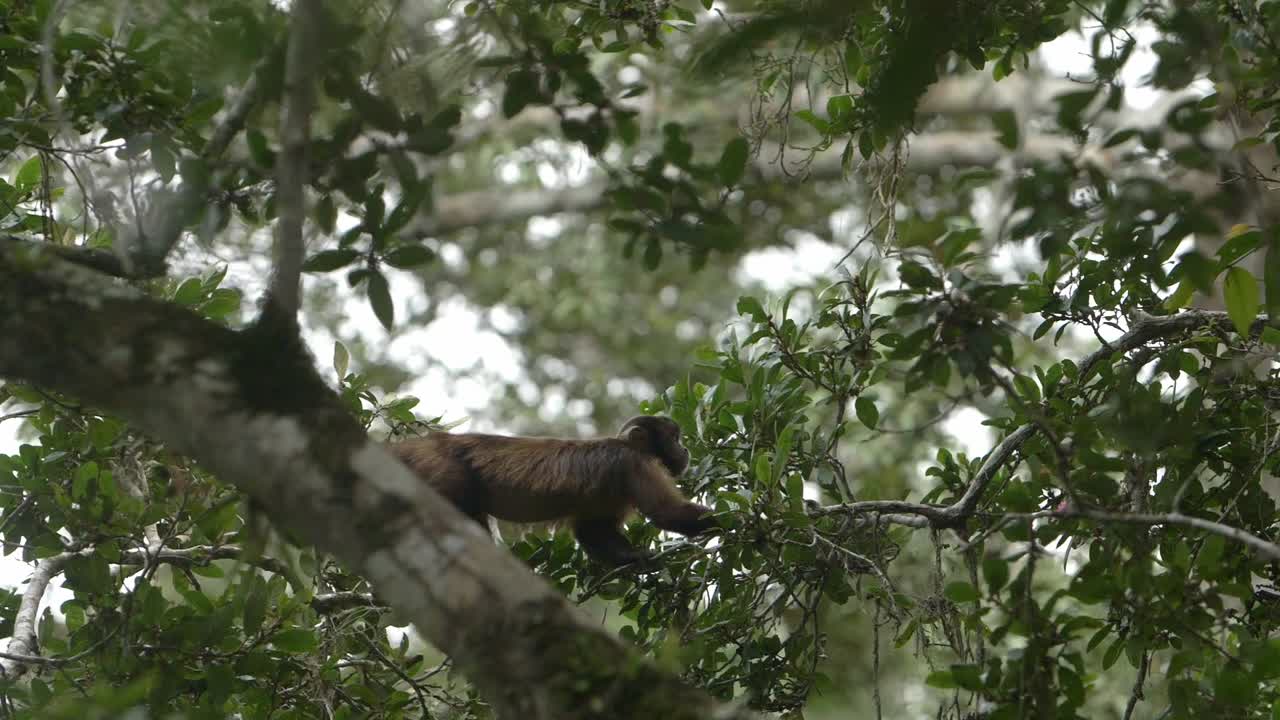 mono ardilla caminando en un mástil de árbol en la jungla