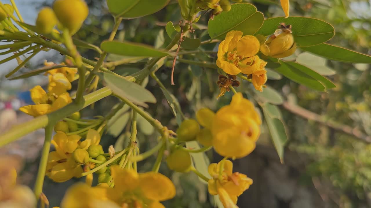 A close view of Senna corymbosa blossoms swaying softly, their bright yellow petals and fresh green leaves glowing warmly in the late sunlight