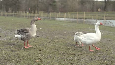 tres gansos cerca del río