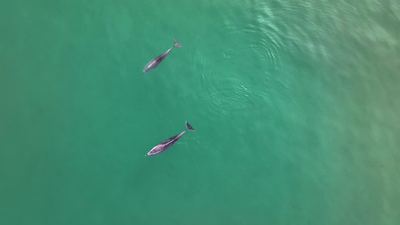 두 마리의 돌고래가 서로 놀고 있습니다.