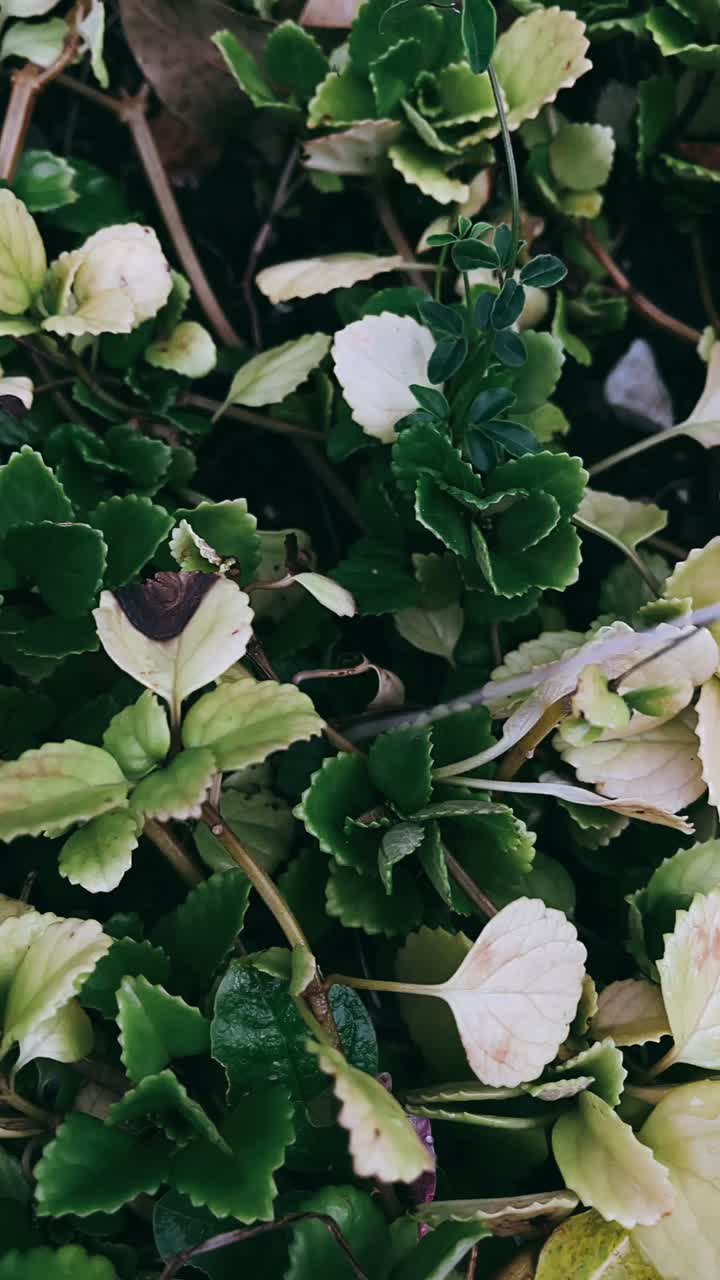 primer plano de una planta verde y blanca vibrante