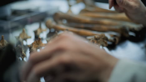 examining ancient vertebrae