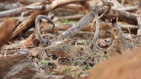 Rock-sparrow-bird-in-buses-