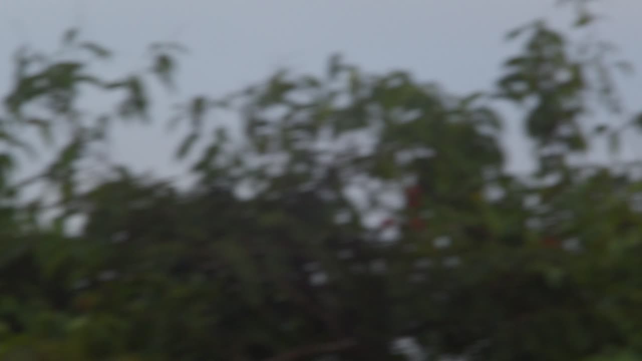 vuelo de un pájaro carpintero de cuello rojo a través del dosel del bosque vuelo de pájaro