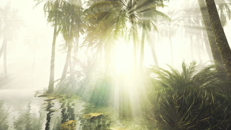 misty forest by a tranquil waterway showing sun rays filtering through foliage